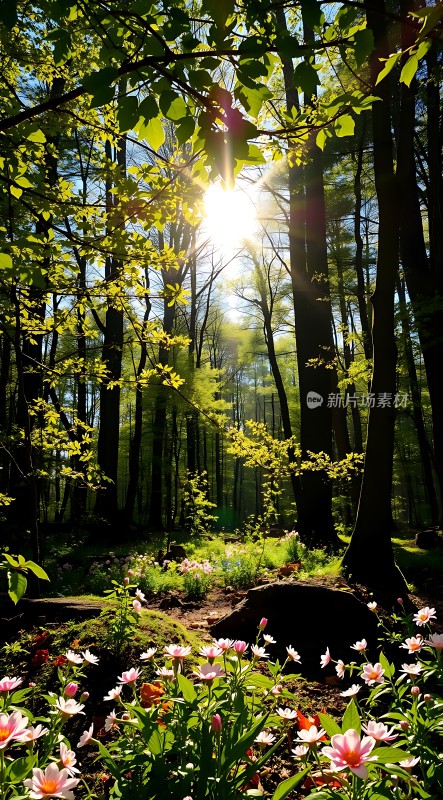 阳光下的森林秘境