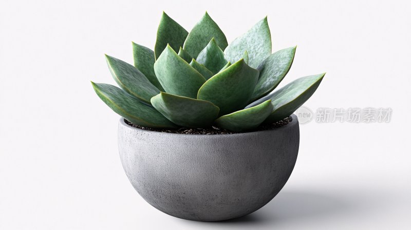 盆栽多肉植物特写