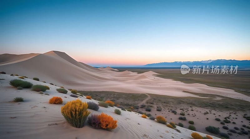 金色沙丘上的生命之歌
