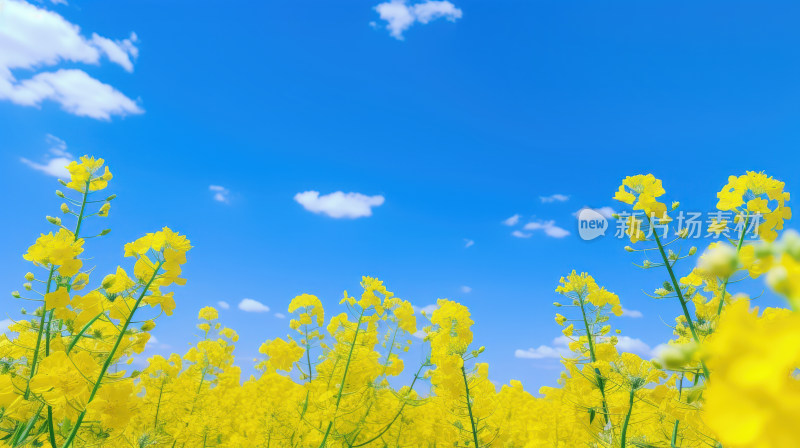 春天春日油菜花小黄花田园风光