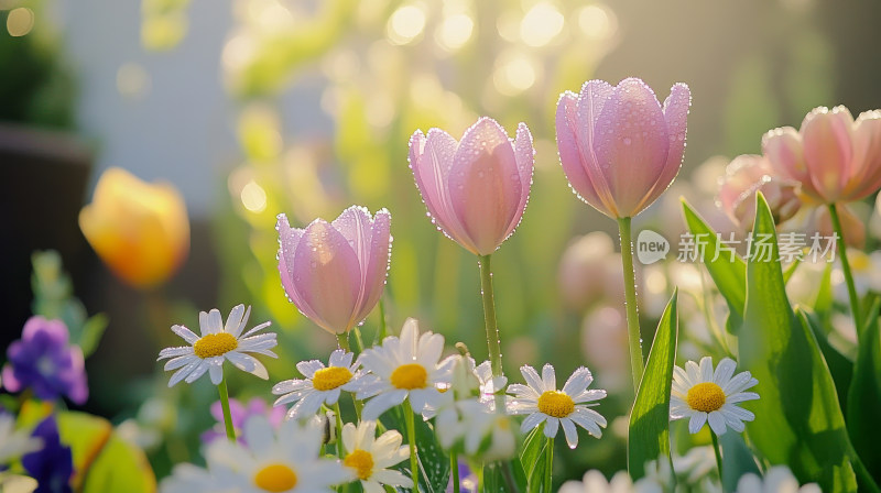 春天春日晨曦中的郁金香小雏菊鲜花