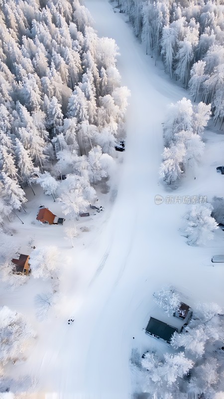 雪域秘境静谧之林