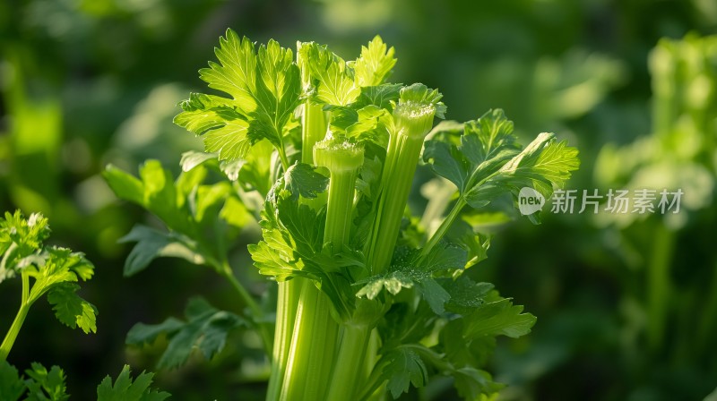 芹菜种植蔬菜种植