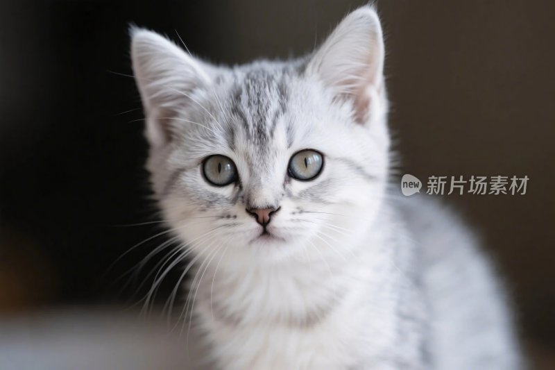 灰色小猫写真