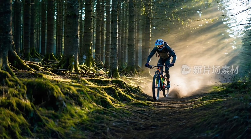 阳光下的森林骑行者