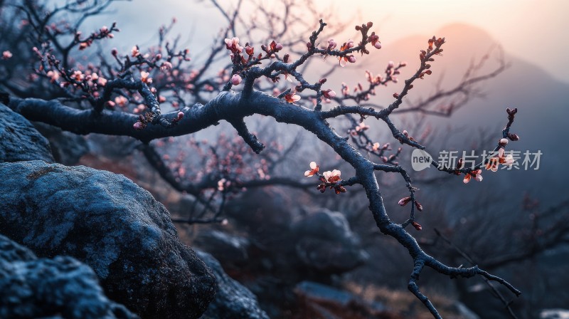 山石间梅花盛开