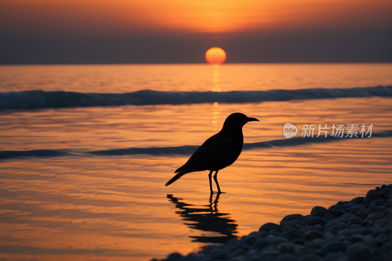 日落时站在海滩上夕阳西下高清图片