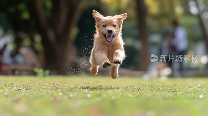 奔跑跳跃飞跃的可爱小狗金毛幼犬