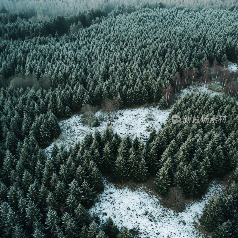 雪后杉木林