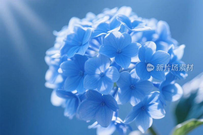 蓝色绣球花插画