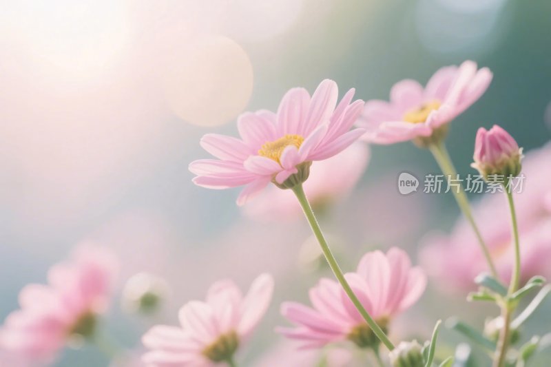 粉色小花清新插画