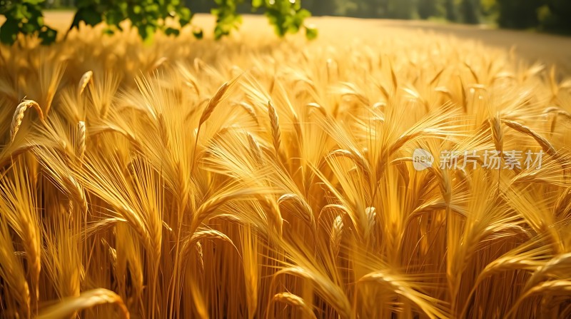 金色麦浪阳光下的丰收景象