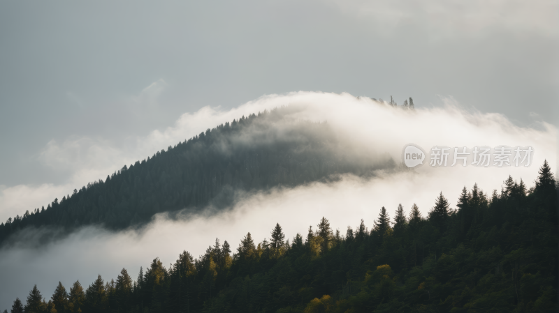 一片山的森林高清风景图片