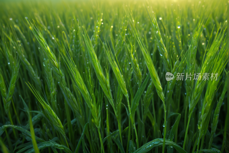 一片有水滴的草地特写高清背景图片