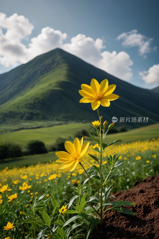 一片田野中央有两朵黄色的花高清风景图片