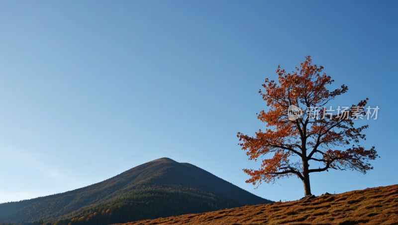 山上一棵孤树一座山高清图片