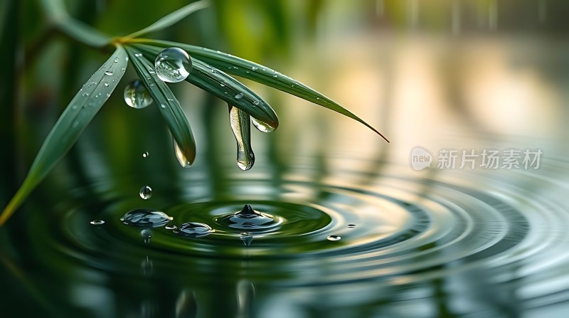 雨后竹叶上的露珠滴入水中