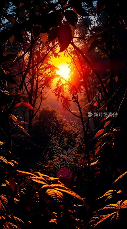 阳光下的森林秘境