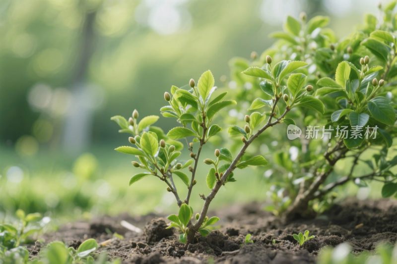 绿化植物生长画面