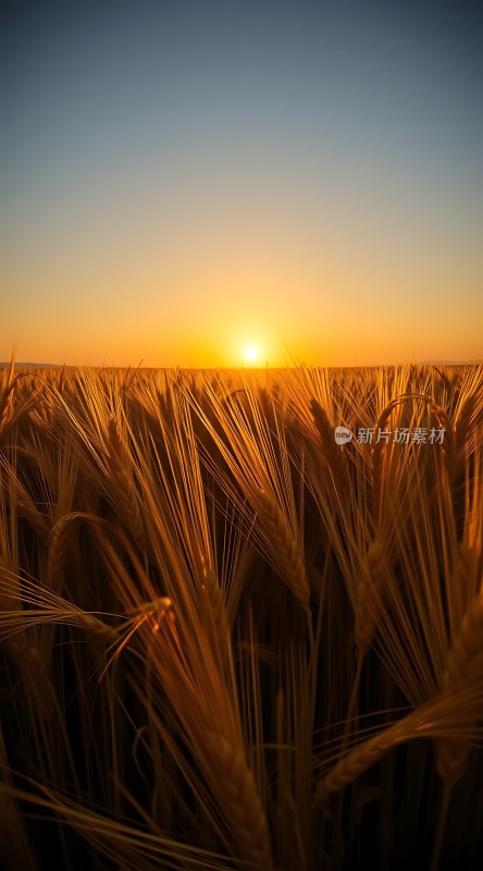 金色麦浪映夕阳