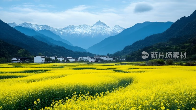 油菜花海中的古村落 油菜花