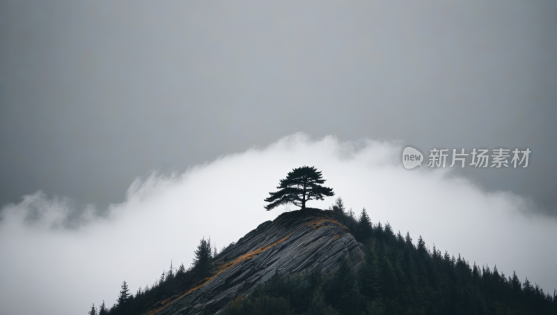 雾山岩石上的一棵孤树高清风景图片