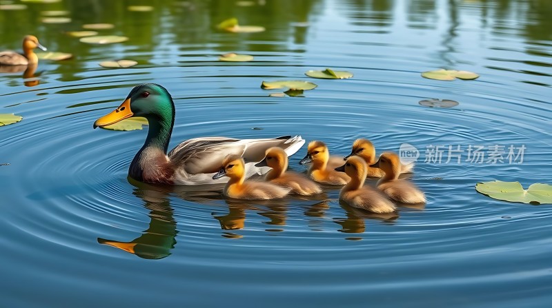 母鸭带小鸭游弋在荷叶间