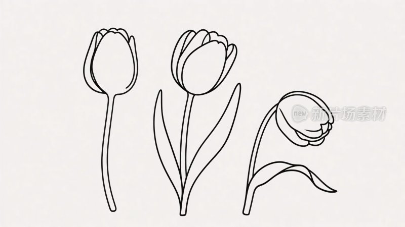 简约线条勾勒的三朵郁金香