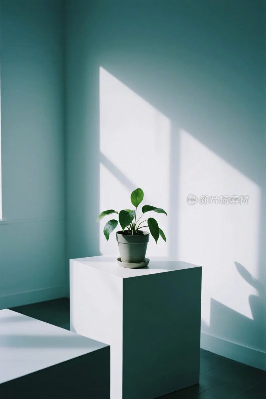 简约室内绿植光影