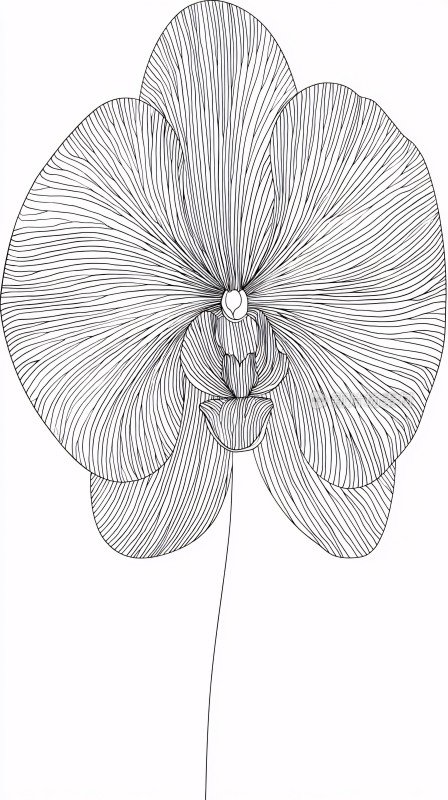 线条勾勒的简约兰花图案