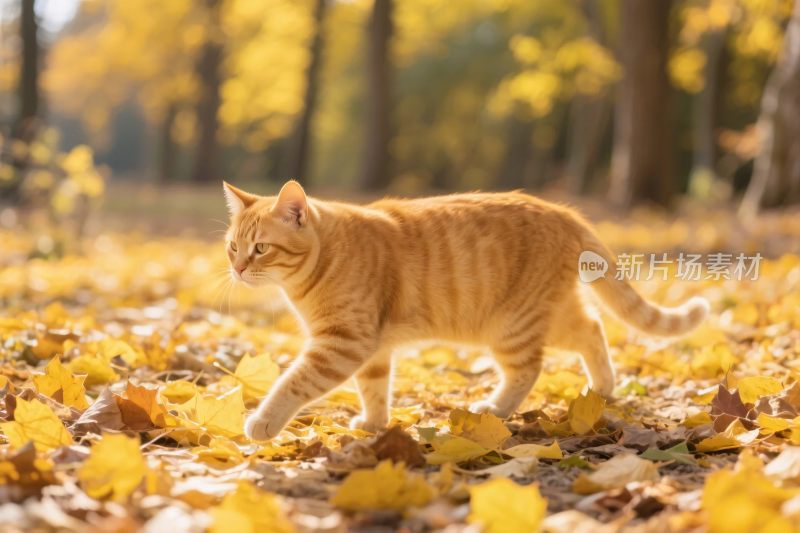 橘猫秋日落叶间