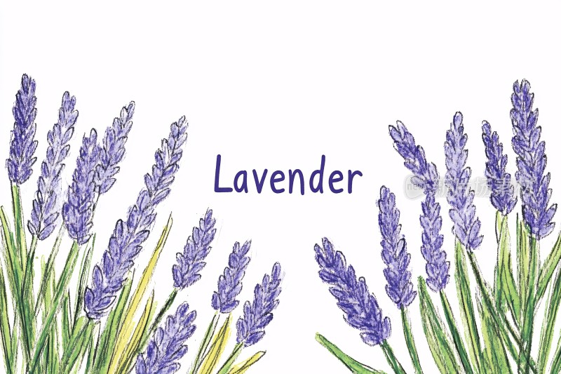 手绘薰衣草插画