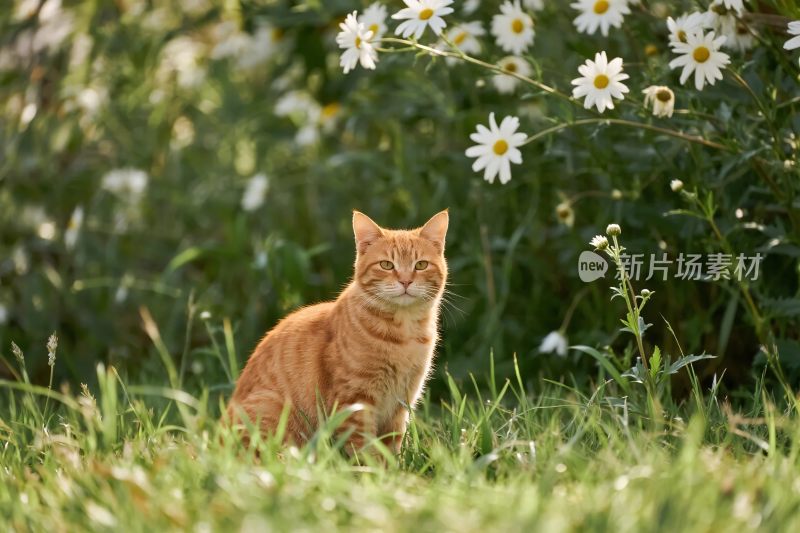 橘猫静坐花草间