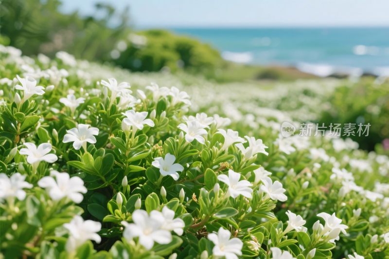 海边白色花丛风景