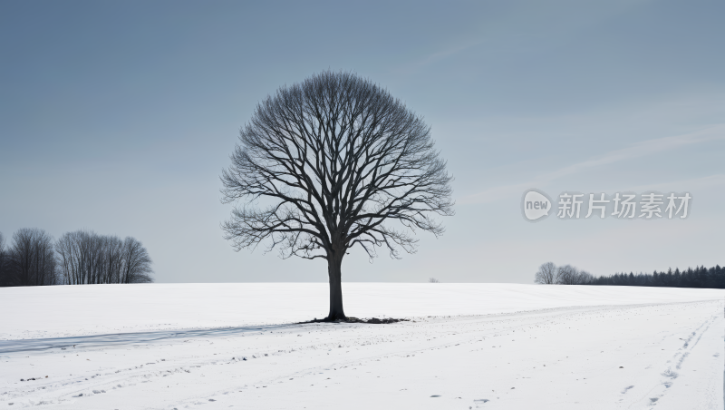 雪地里一棵孤树雪地里有踪迹高清图片