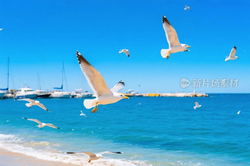 海边飞翔的海鸥