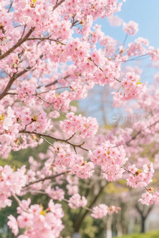 春日樱花绽放图