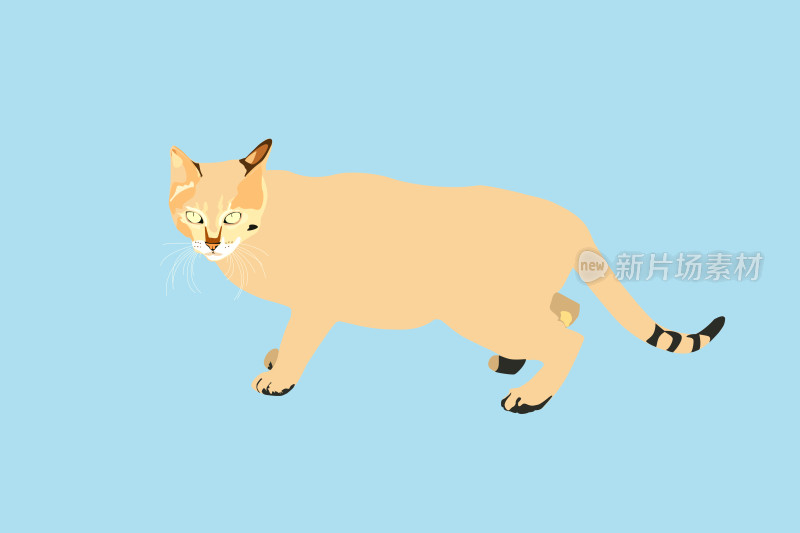 优雅猫咪的轻盈步伐