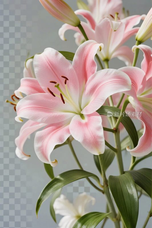 粉色百合花插画