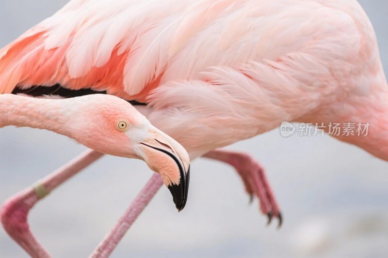 火烈鸟特写摄影画面