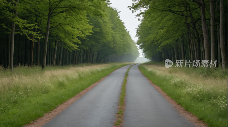 两侧都一排树木的道路高清风景图片