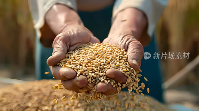 丰收的喜悦手捧粮食小麦水稻谷物金色希望