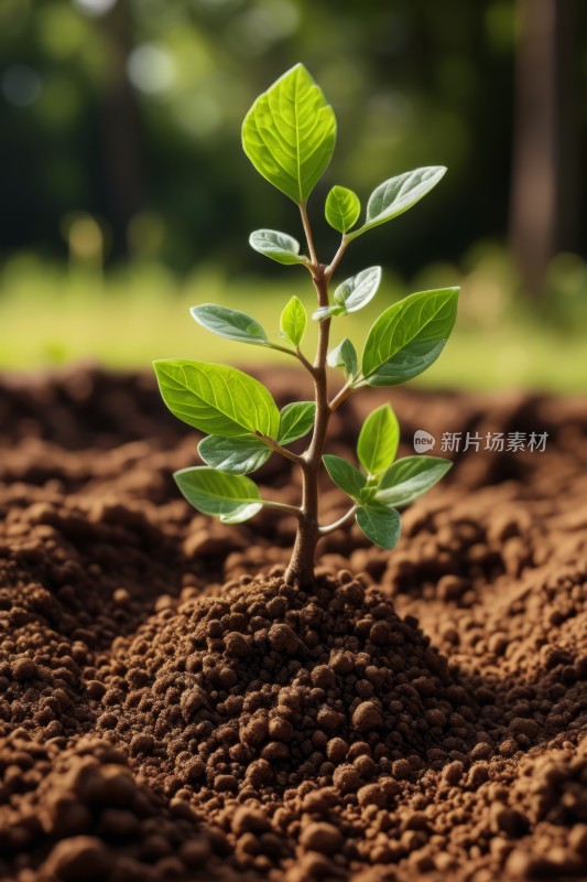 一种小植物正在从泥土中生长出来风景图片