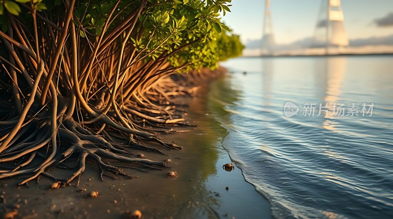 阳光下的红树林