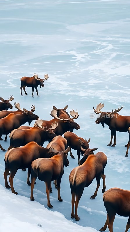 雪地麋鹿群