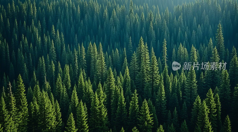 森林山地松树自然风光航拍图片