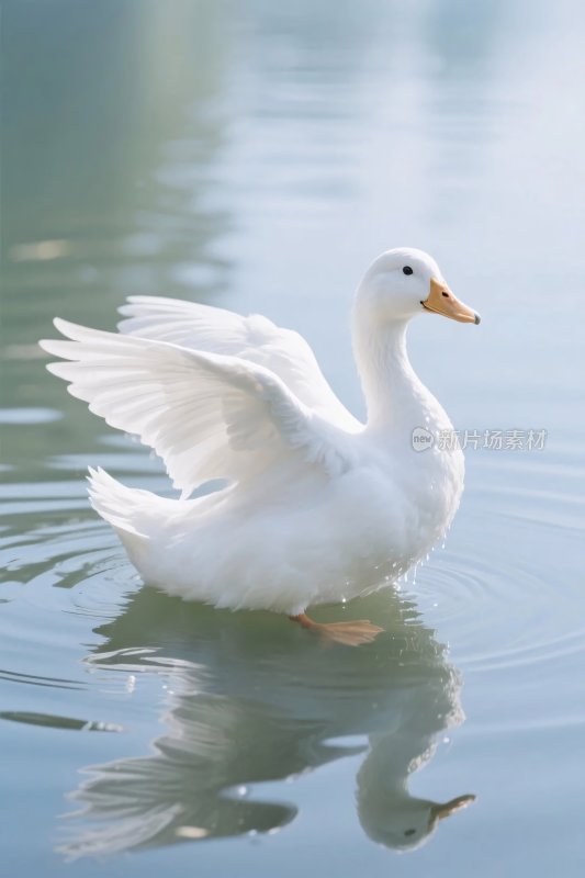 白鸭水面展翅图