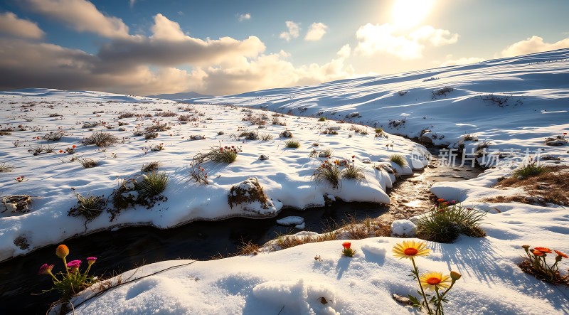 雪原上的顽强生命