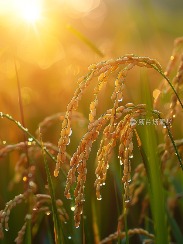 金色稻穗上的晨曦