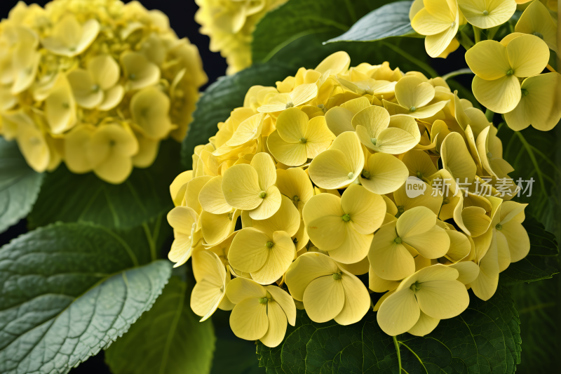 桌子上花瓶里开着黄色花上面有绿色叶子